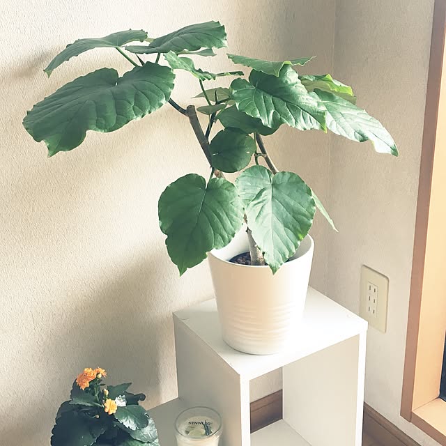 onpuさんの実例写真
