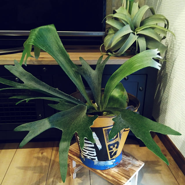koto.ohanaさんの実例写真