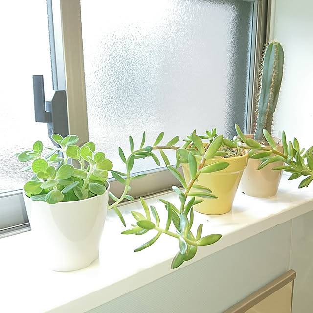 バス/トイレ/観葉植物/アロマティカスのインテリア実例 - 2017-10-06 16:18:05