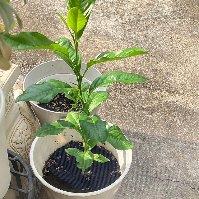 Hasumiさんの部屋