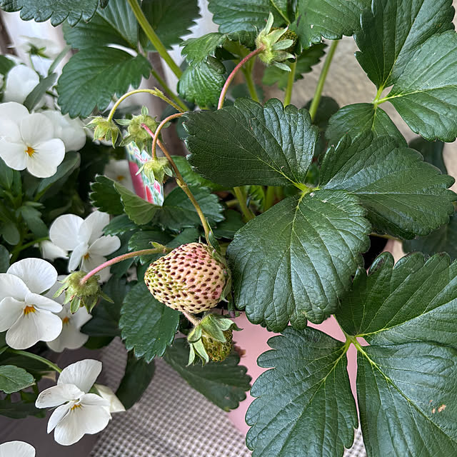 syutmmさんの部屋