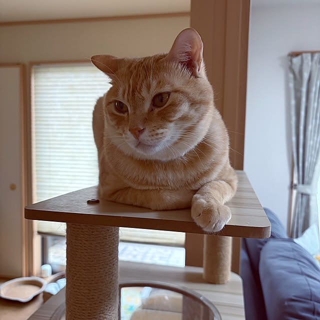 chiiさんの部屋