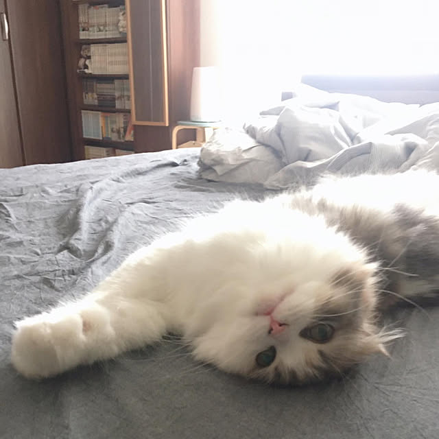 anさんの実例写真