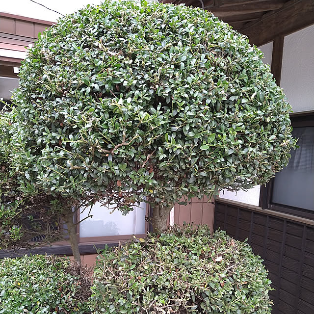 y.ebihara0811さんの実例写真