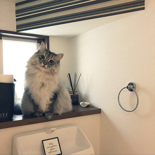 Rinchanさんの実例写真