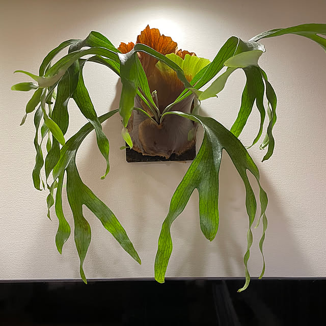 halさんの実例写真