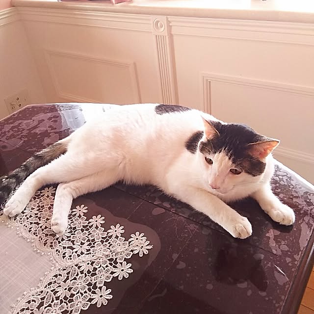 sakuraさんの実例写真