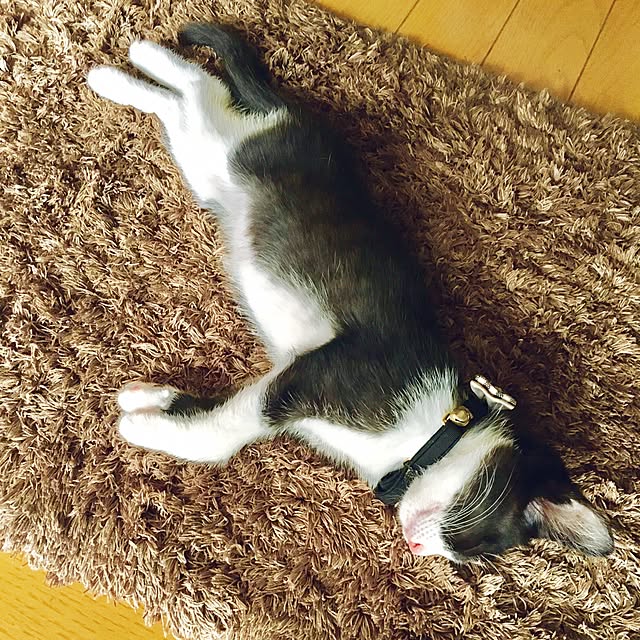 yucoさんの実例写真