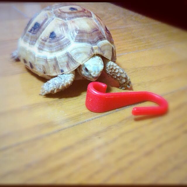 majoさんの実例写真