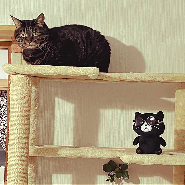 momocchiさんの実例写真