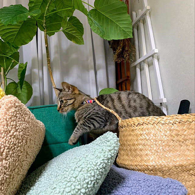 mohhaさんの実例写真