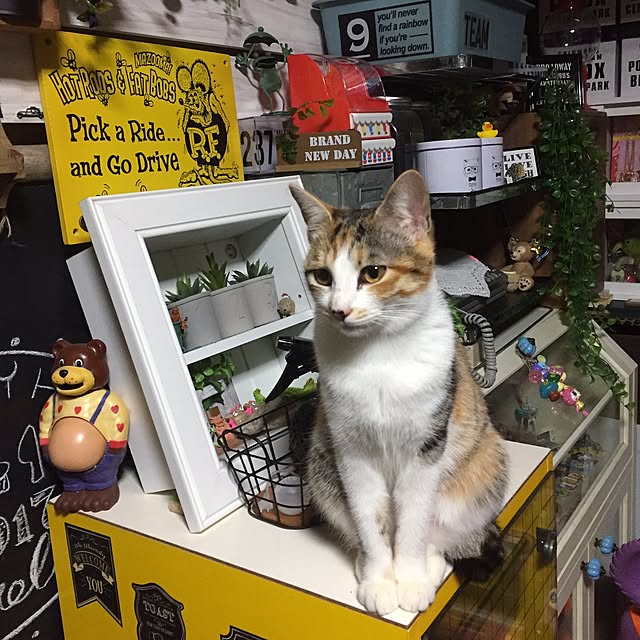 vivienne.coco-keiさんの実例写真