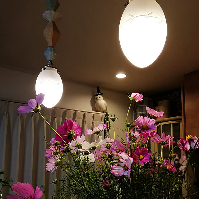 naive.coccoさんの実例写真