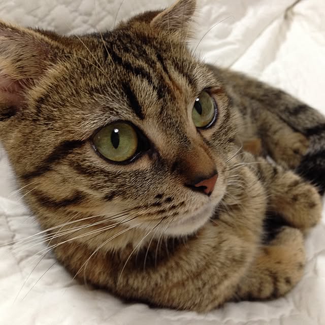 Yoriさんの実例写真