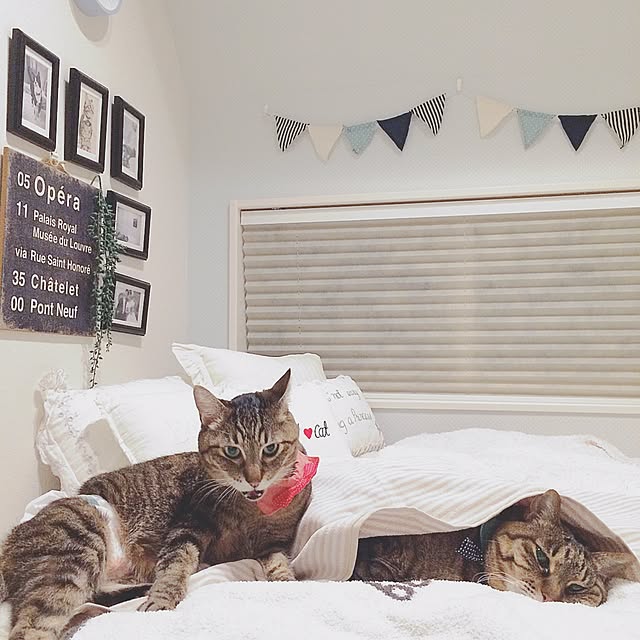 lovecatさんの実例写真