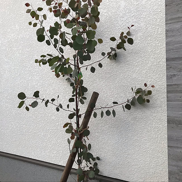 izumoanさんの実例写真