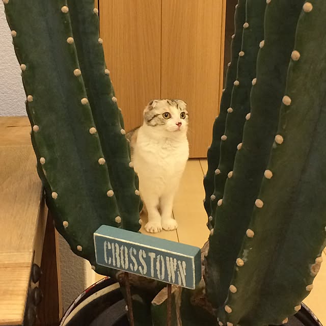yokkochanさんの実例写真