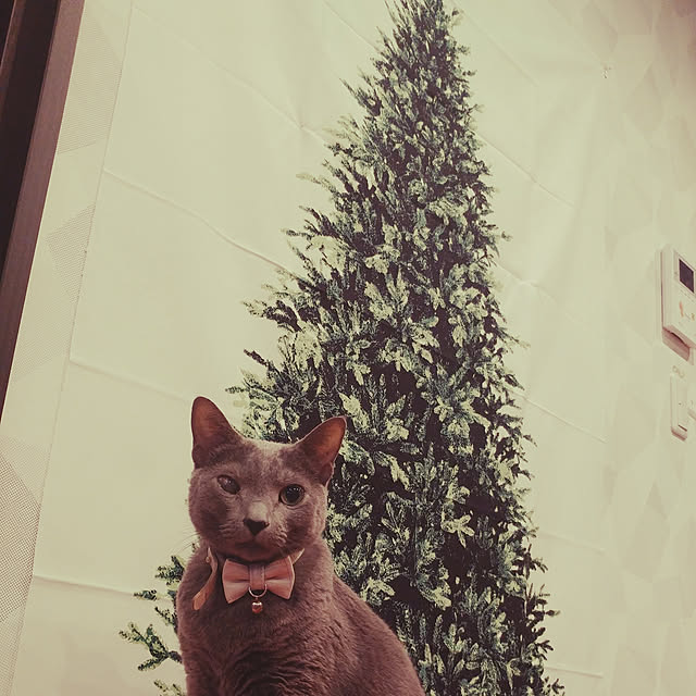 BLACKさんの実例写真