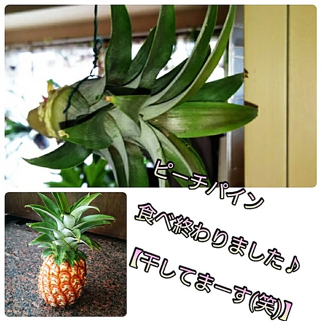 kotorinさんの実例写真