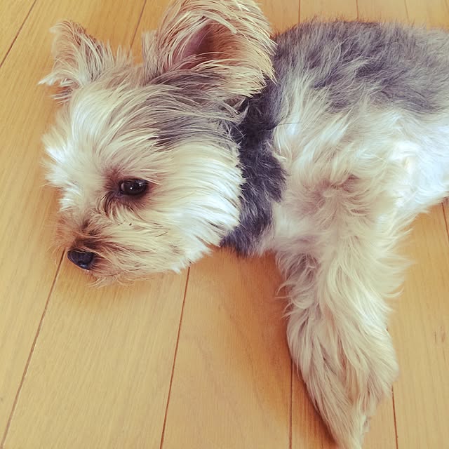 marcheさんの実例写真