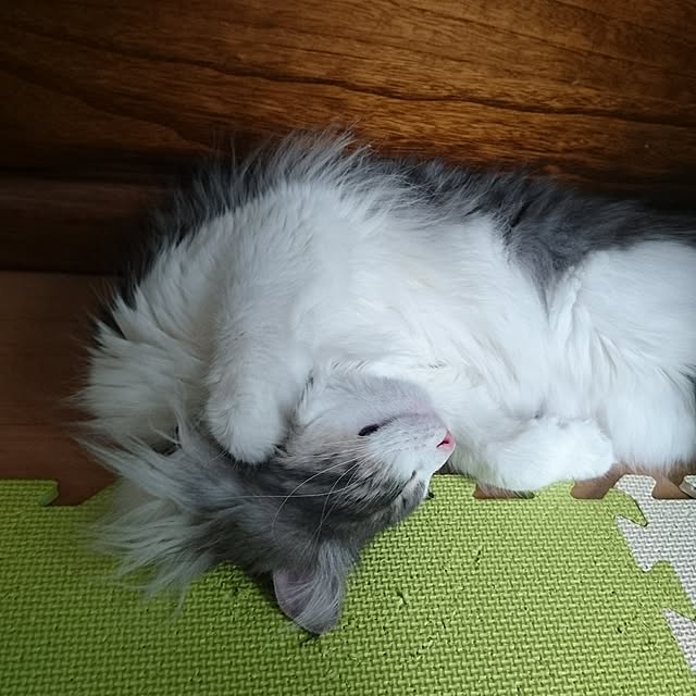 shinobuさんの実例写真