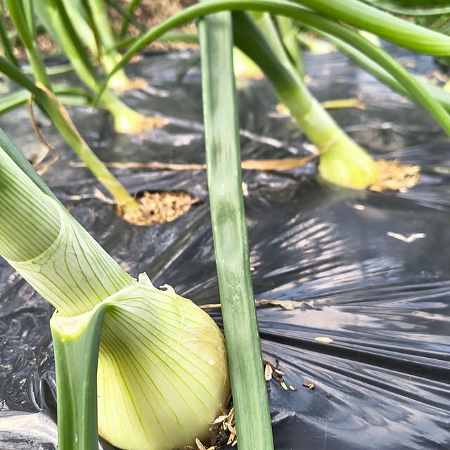 Rubiconさんの部屋