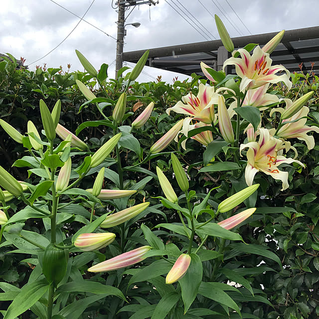 torakoさんの実例写真