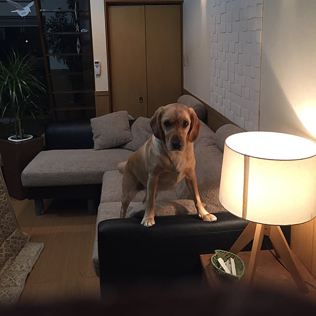 taeoさんの実例写真