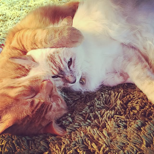 ripさんの実例写真