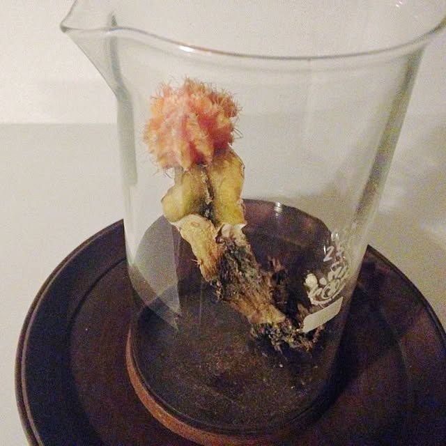 Atsushiさんの実例写真