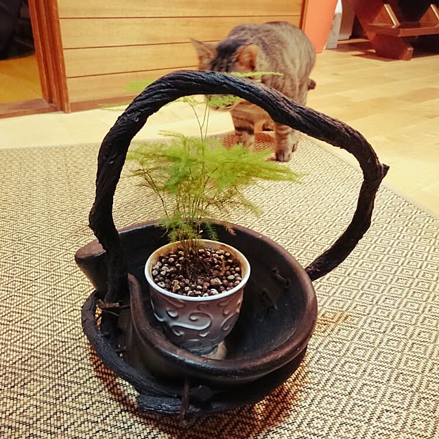 Toraziさんの実例写真
