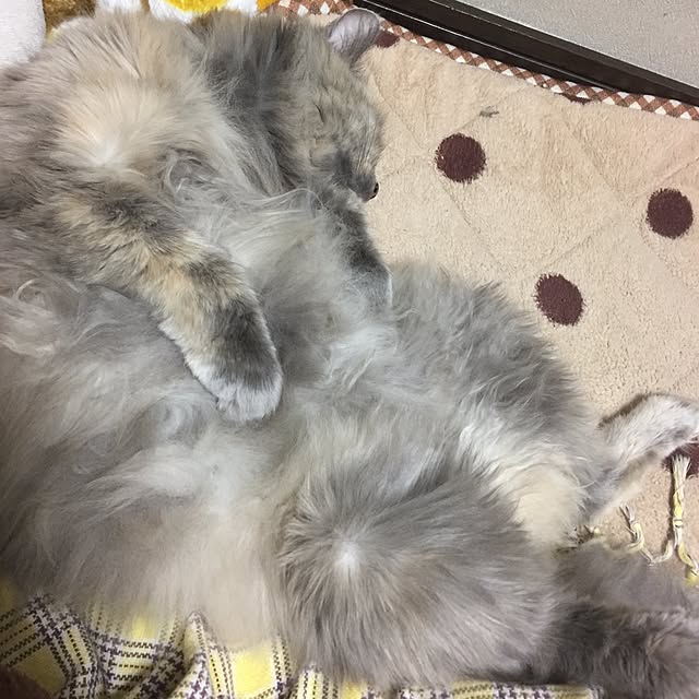 haruさんの実例写真