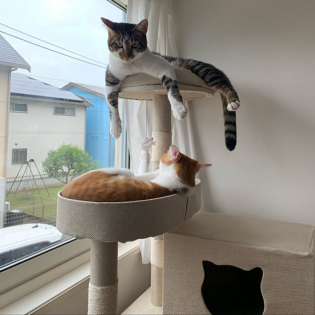 Miyureさんの実例写真