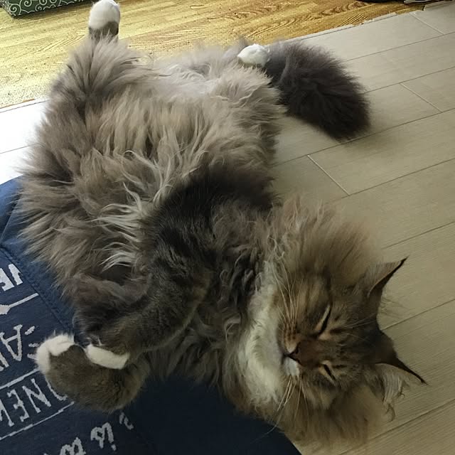 CATさんの実例写真