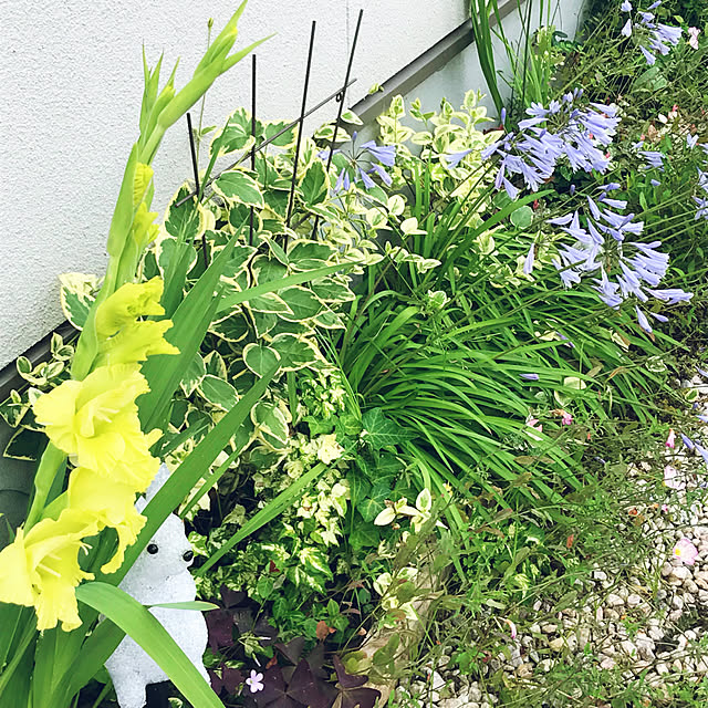 portulacaさんの実例写真