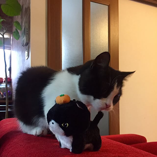 butachanさんの実例写真
