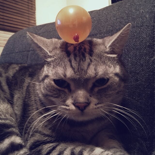 jnkaiさんの実例写真