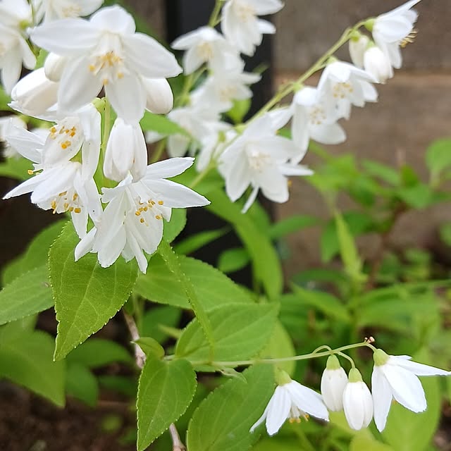 chidorinさんの部屋