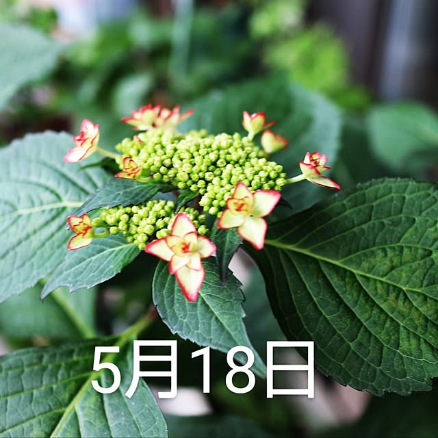 hanacocoさんの部屋