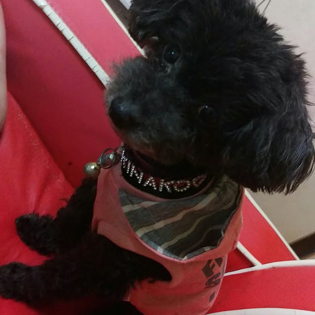 maruさんの実例写真
