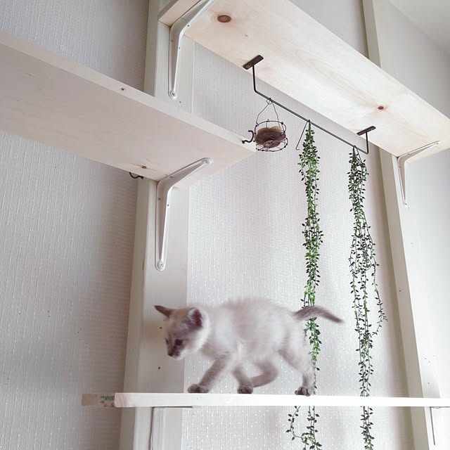 sisimaru1023さんの実例写真