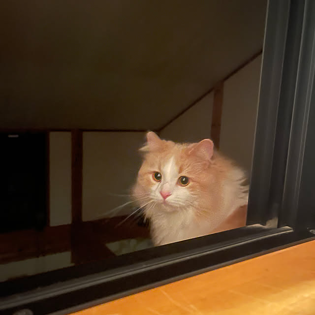 Rrikaさんの部屋