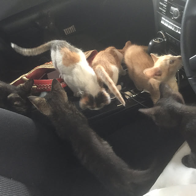 .さんの実例写真