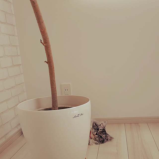 annetina374さんの実例写真
