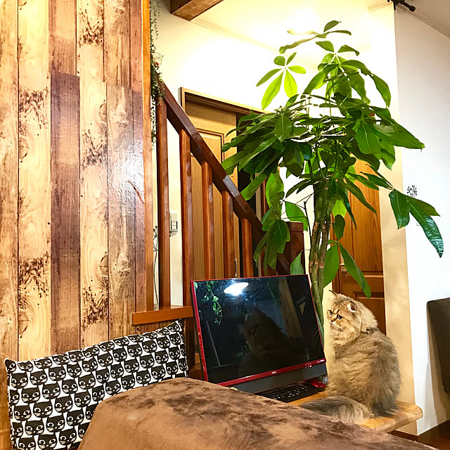 butachanさんの実例写真