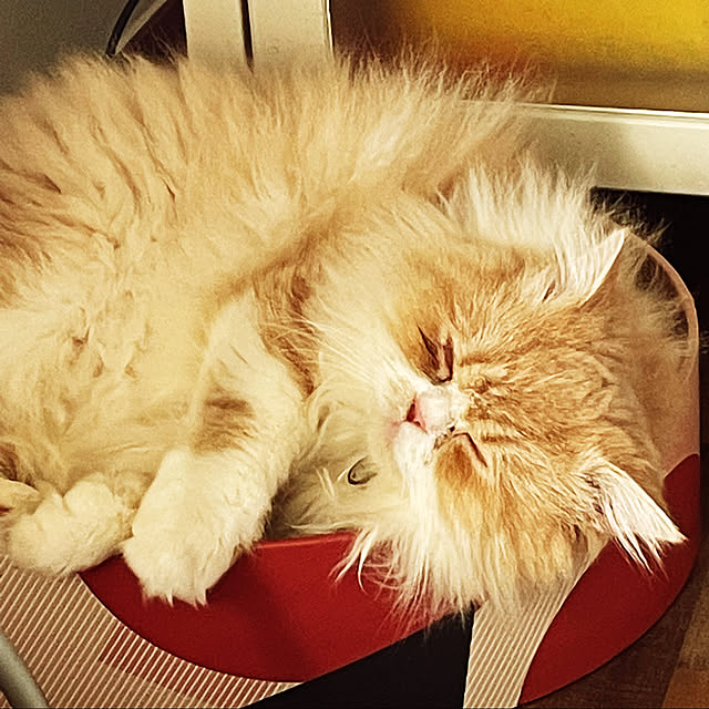 COCOさんの実例写真