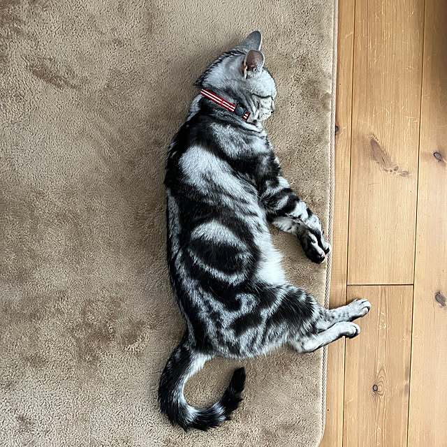 wahahaさんの実例写真