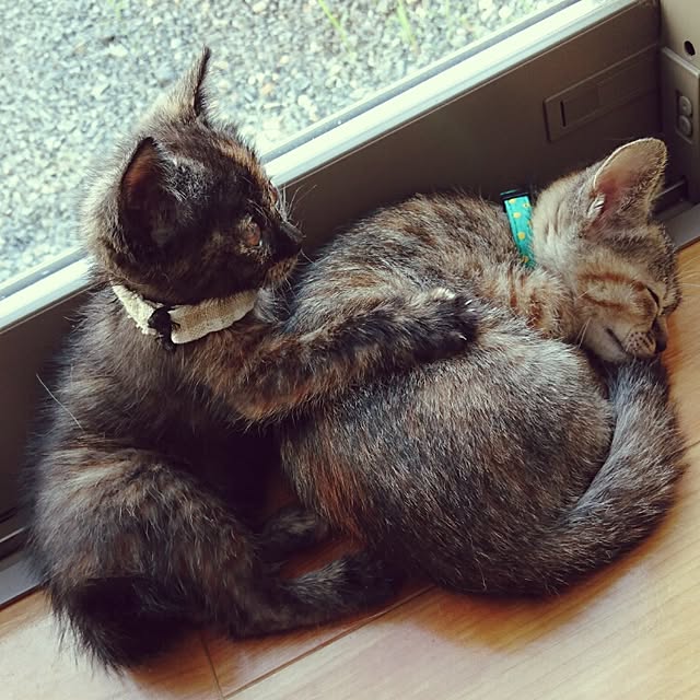 annさんの実例写真