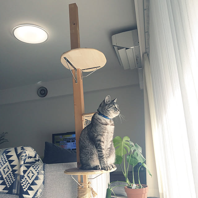 miumiuさんの実例写真