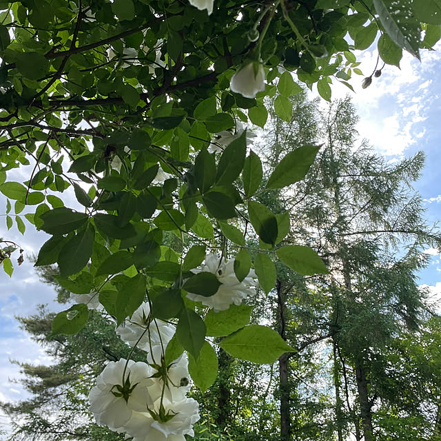 nattunさんの部屋